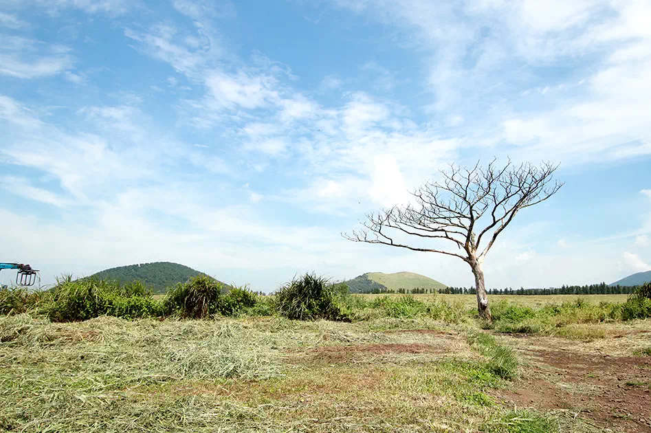 제주도 서쪽 코스 당일 치기 best TOP5 1 제주도 서쪽 코스