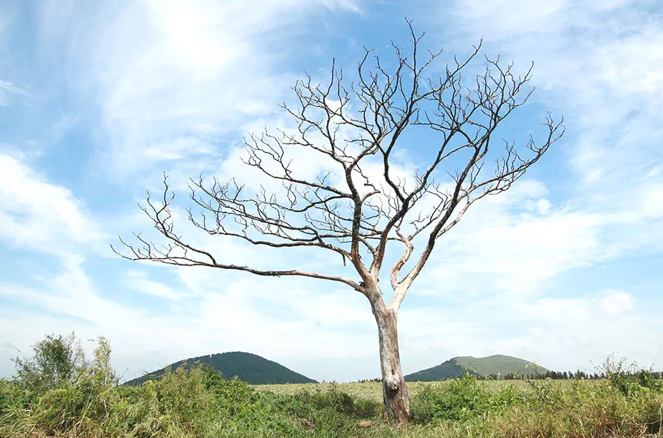제주도 서쪽 코스 당일 치기 best TOP5 2 제주도 서쪽 코스