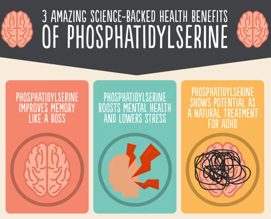 포스파티딜세린 효과: 뇌 건강의 새로운 희망을 열다 알츠하이머 예방 진짜 가능함?? 3 포스파티딜세린 효과